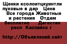 Щенки ксолоитцкуинтли пуховые в дар › Цена ­ 1 - Все города Животные и растения » Отдам бесплатно   . Дагестан респ.,Каспийск г.